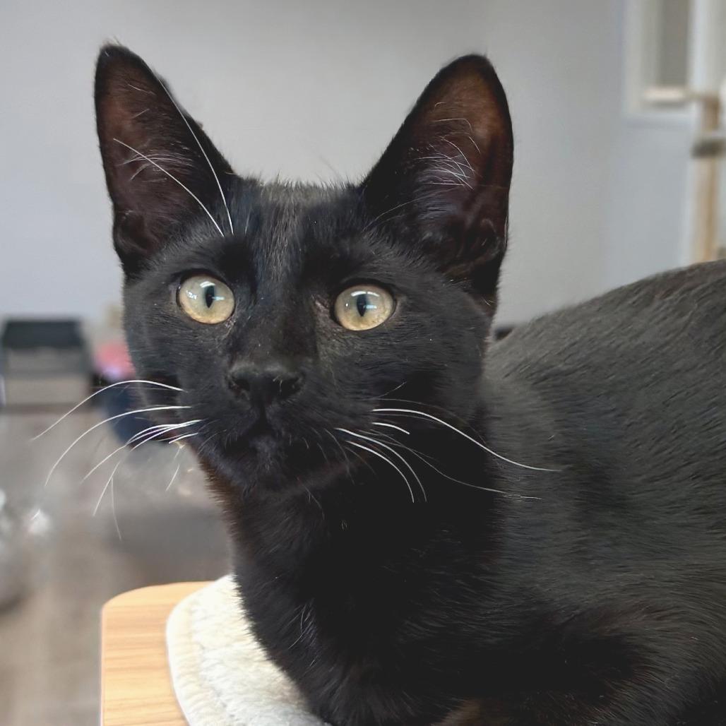 Enlarge Wolf, a Adoptable Domestic Short Hair in Pleasant Hill, CA image 3/6