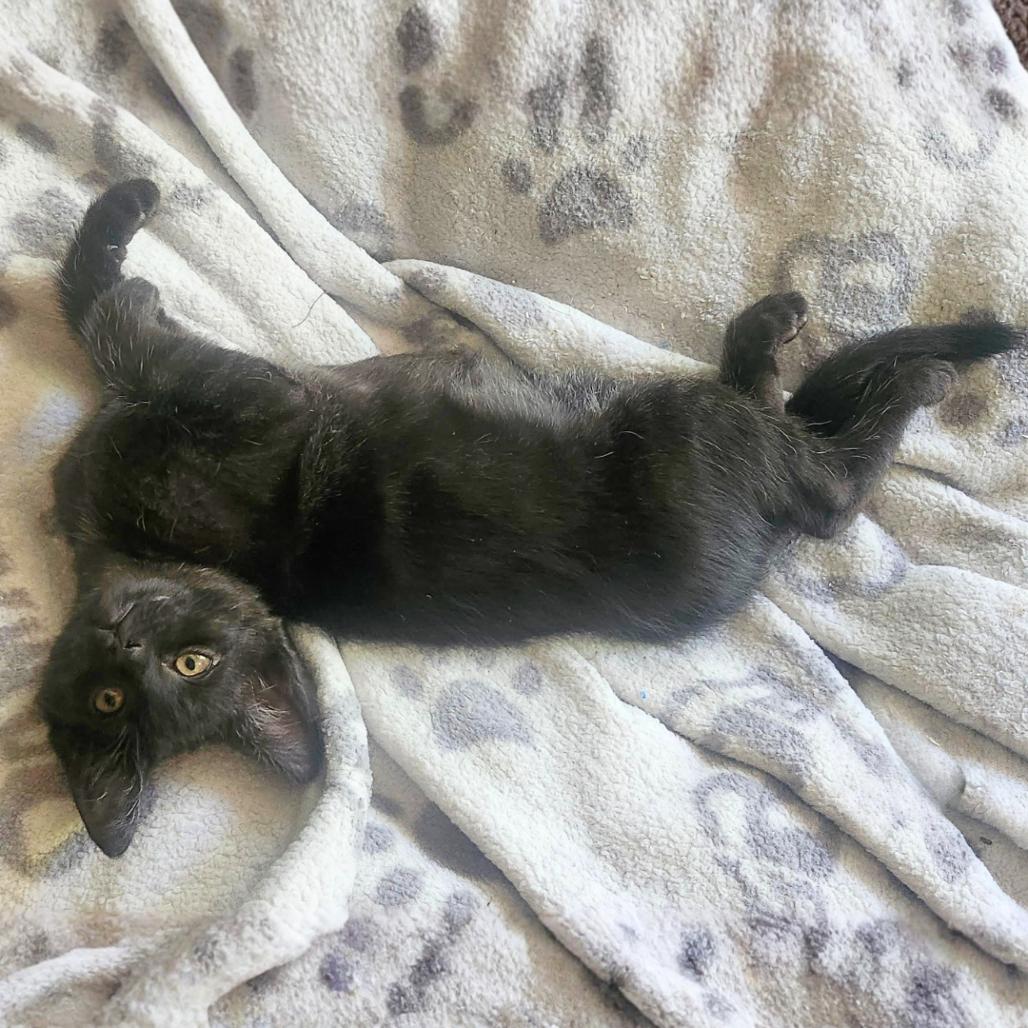 Wolf, a Adoptable Domestic Short Hair in Pleasant Hill, CA image 2/6
