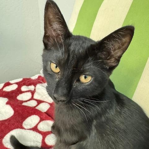 Wolf, a Adoptable Domestic Short Hair in Pleasant Hill, CA image 3/6