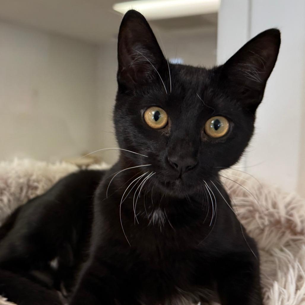 Enlarge Wolf, a Adoptable Domestic Short Hair in Pleasant Hill, CA image 5/6