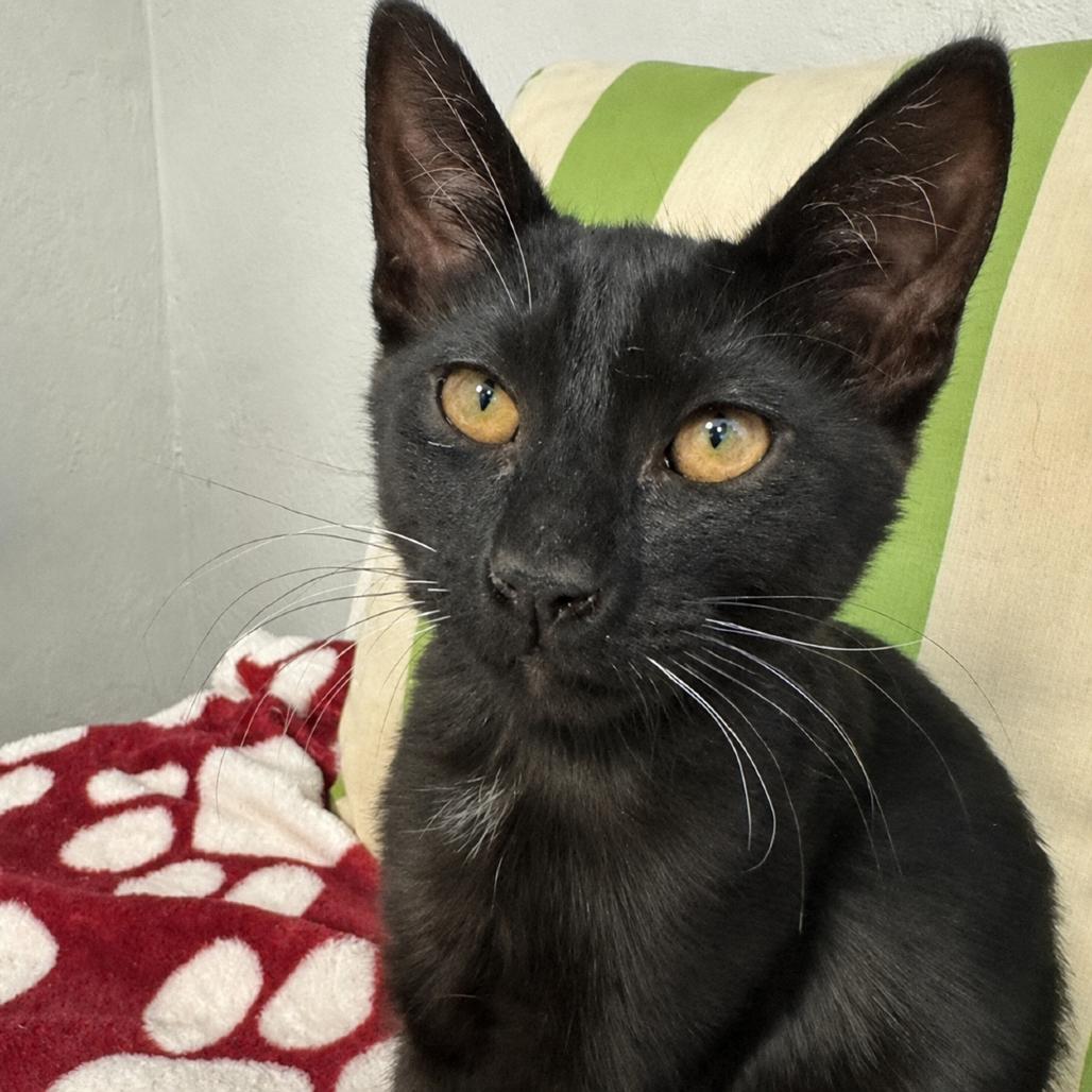 Wolf, a Adoptable Domestic Short Hair in Pleasant Hill, CA image 4/6