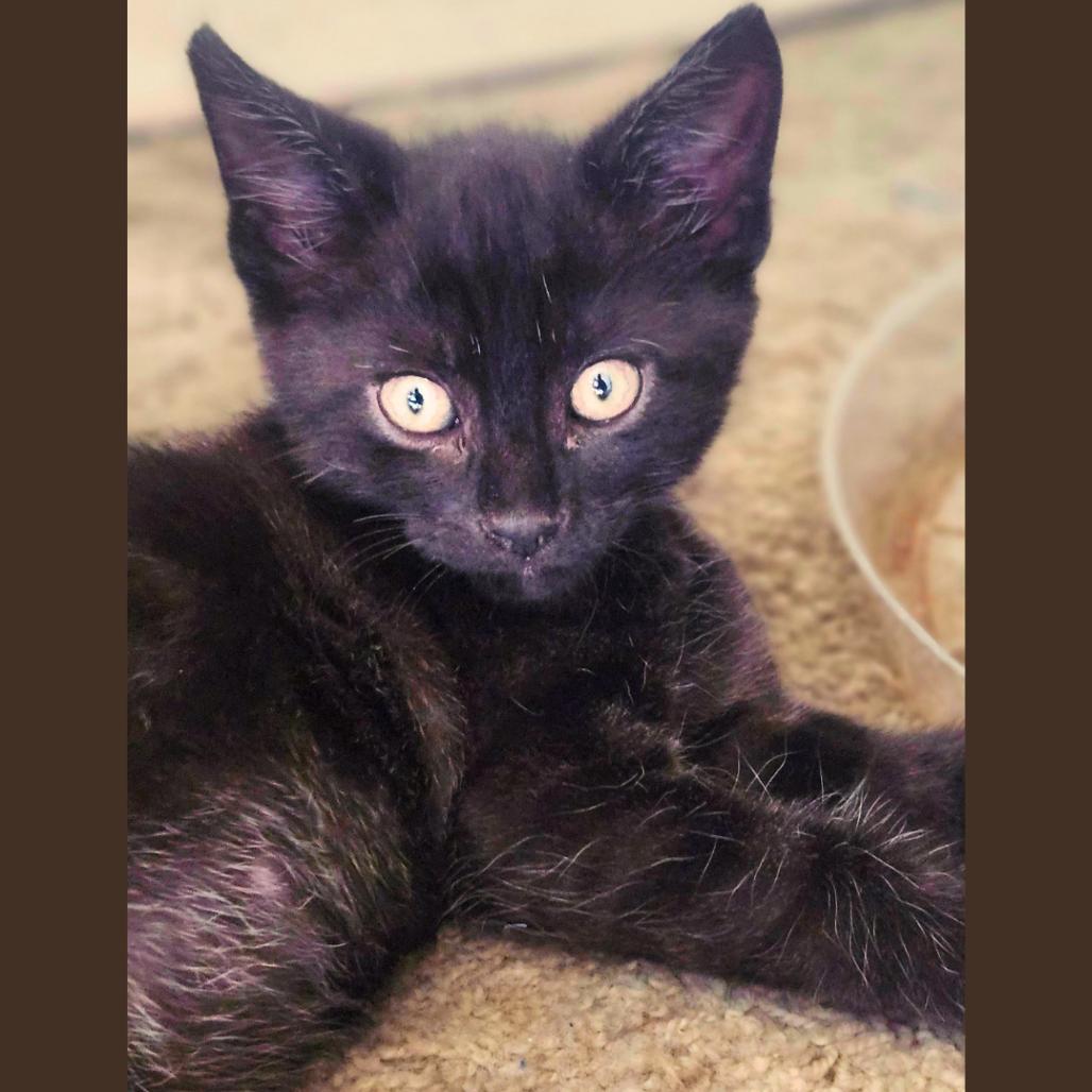 Wolf, a Adoptable Domestic Short Hair in Pleasant Hill, CA image 5/6