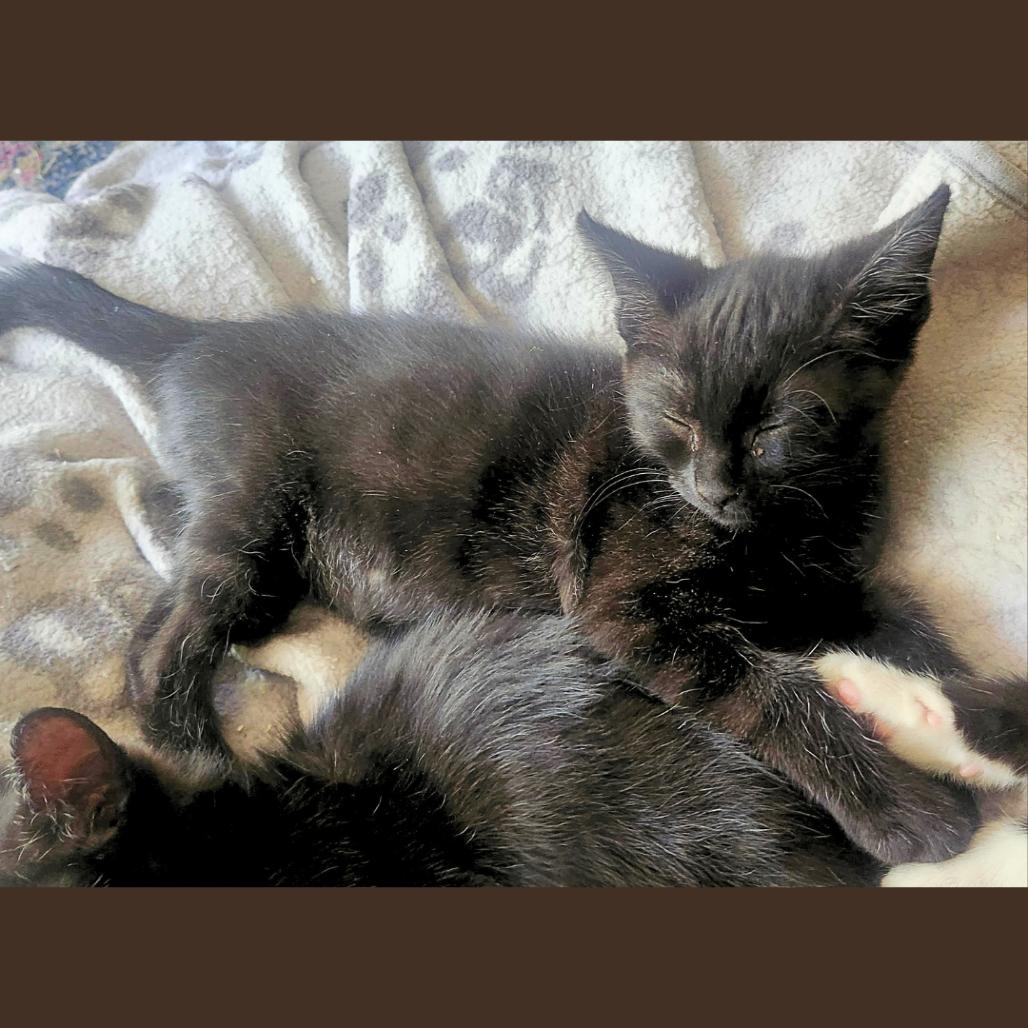 Wolf, a Adoptable Domestic Short Hair in Pleasant Hill, CA image 6/6