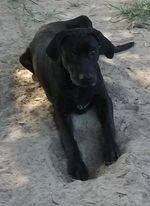 Enlarge Razzle(save a blk pup), a Adoptable mixed breed in Silsbee, TX image 11/13