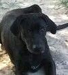 Razzle(save a blk pup) photo 2