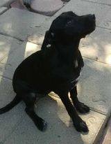 Enlarge Razzle(save a blk pup), a Adoptable mixed breed in Silsbee, TX image 13/13