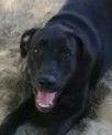 Razzle(save a blk pup)