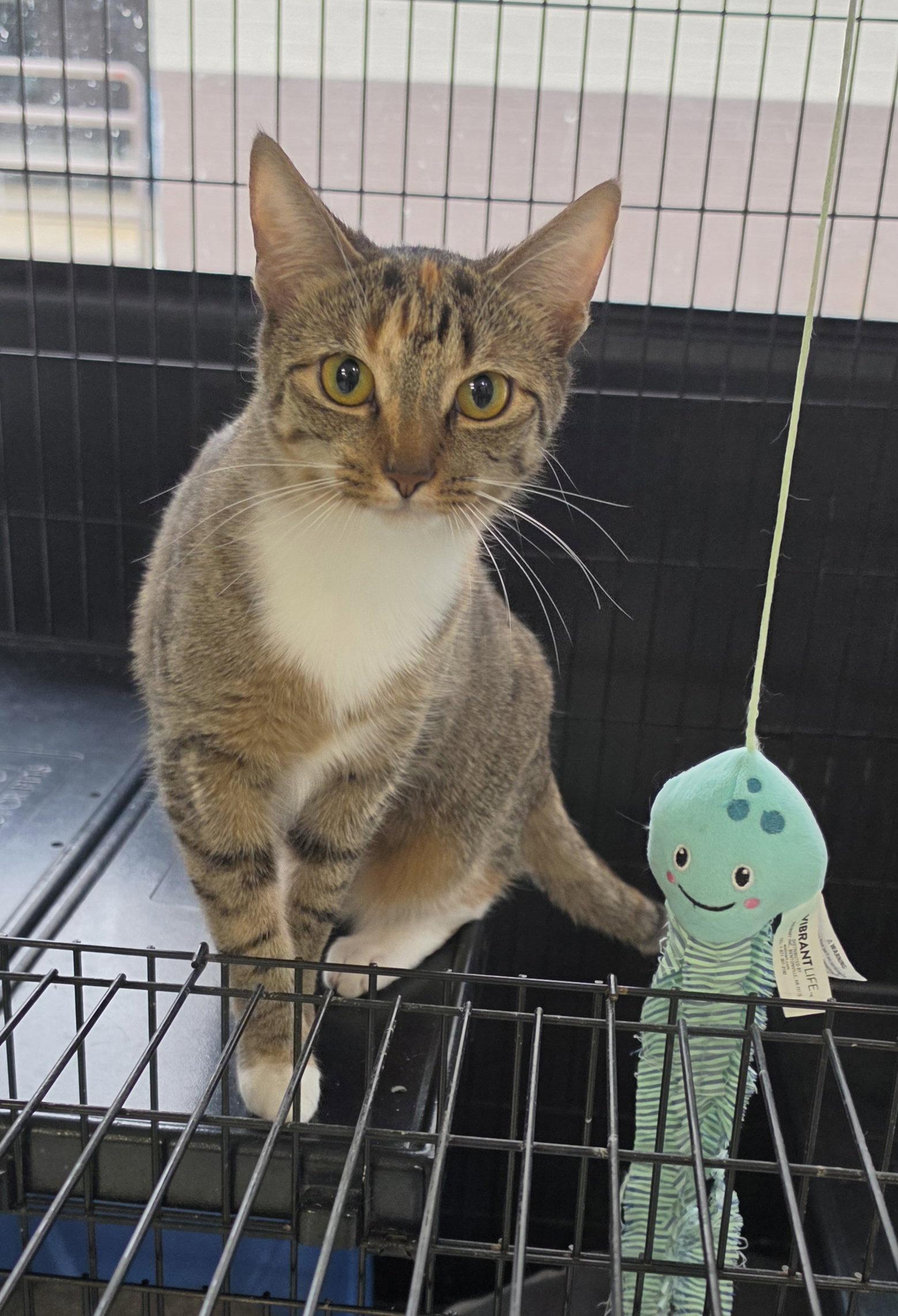Enlarge Pumpkin, a Adoptable Domestic Short Hair in Hollywood, MD image 1/1