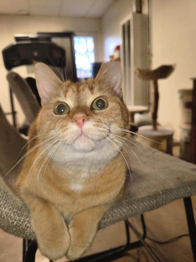 Enlarge Cora (Coraline), a Adoptable Domestic Short Hair in Clinton Township, MI image 1/2
