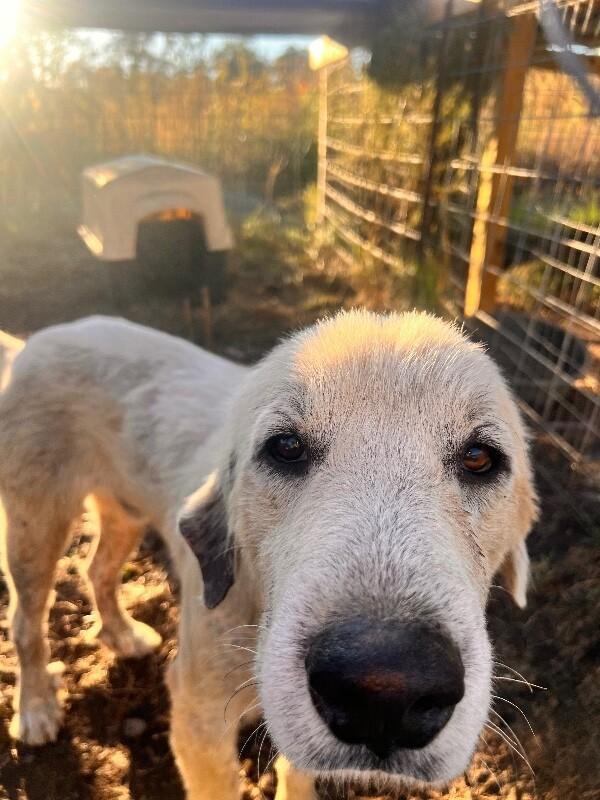 Bo, Adoptable, Adult Male Great Pyrenees.