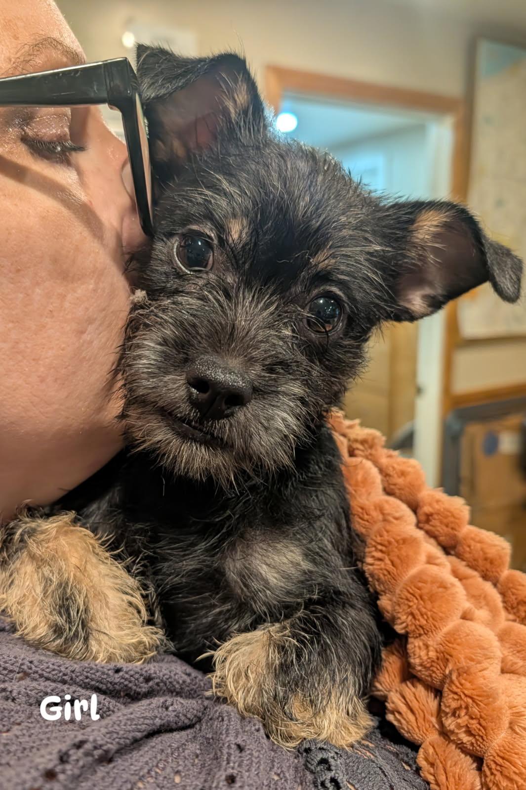 Girl 1 from Cookies Litter, Adoptable, Puppy Female Shih Tzu & Yorkshire Terrier.