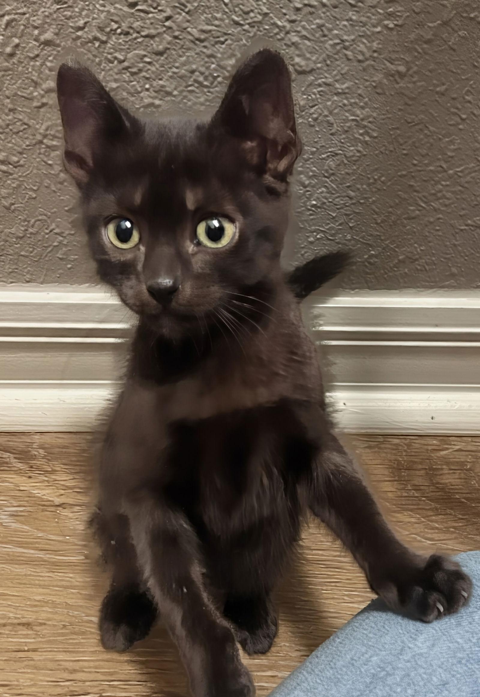 Enlarge Tweedledee & Tweedledum 9.1.25, a Adoptable Domestic Short Hair in Apopka, FL image 1/1