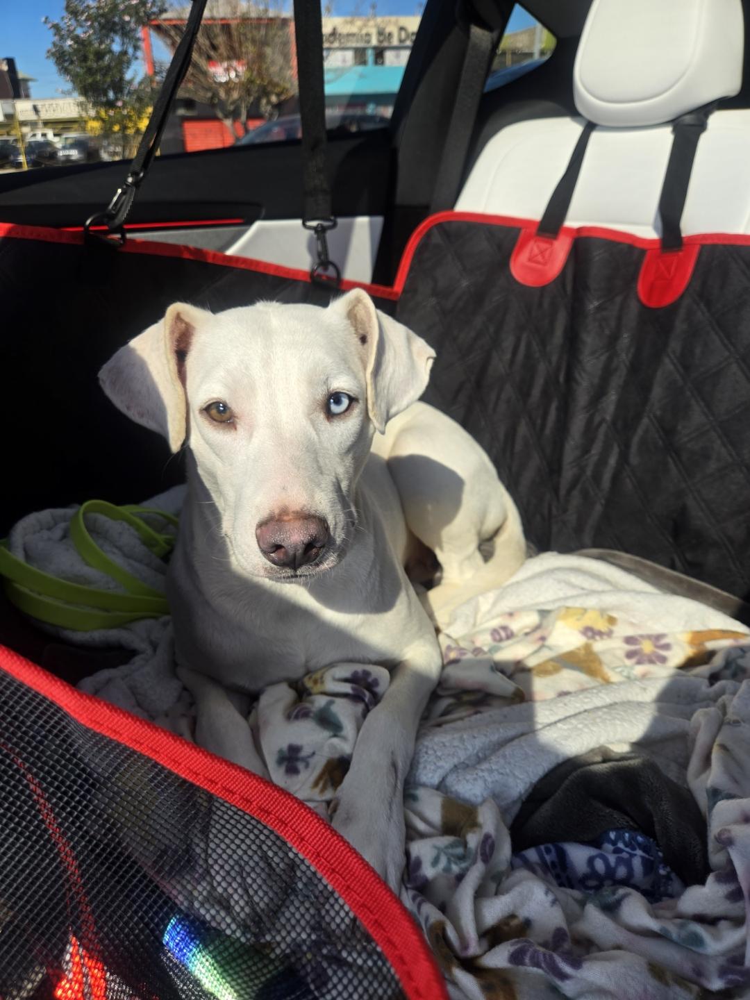 Enlarge Kali , a Adoptable mixed breed in Santa Monica, CA image 1/6