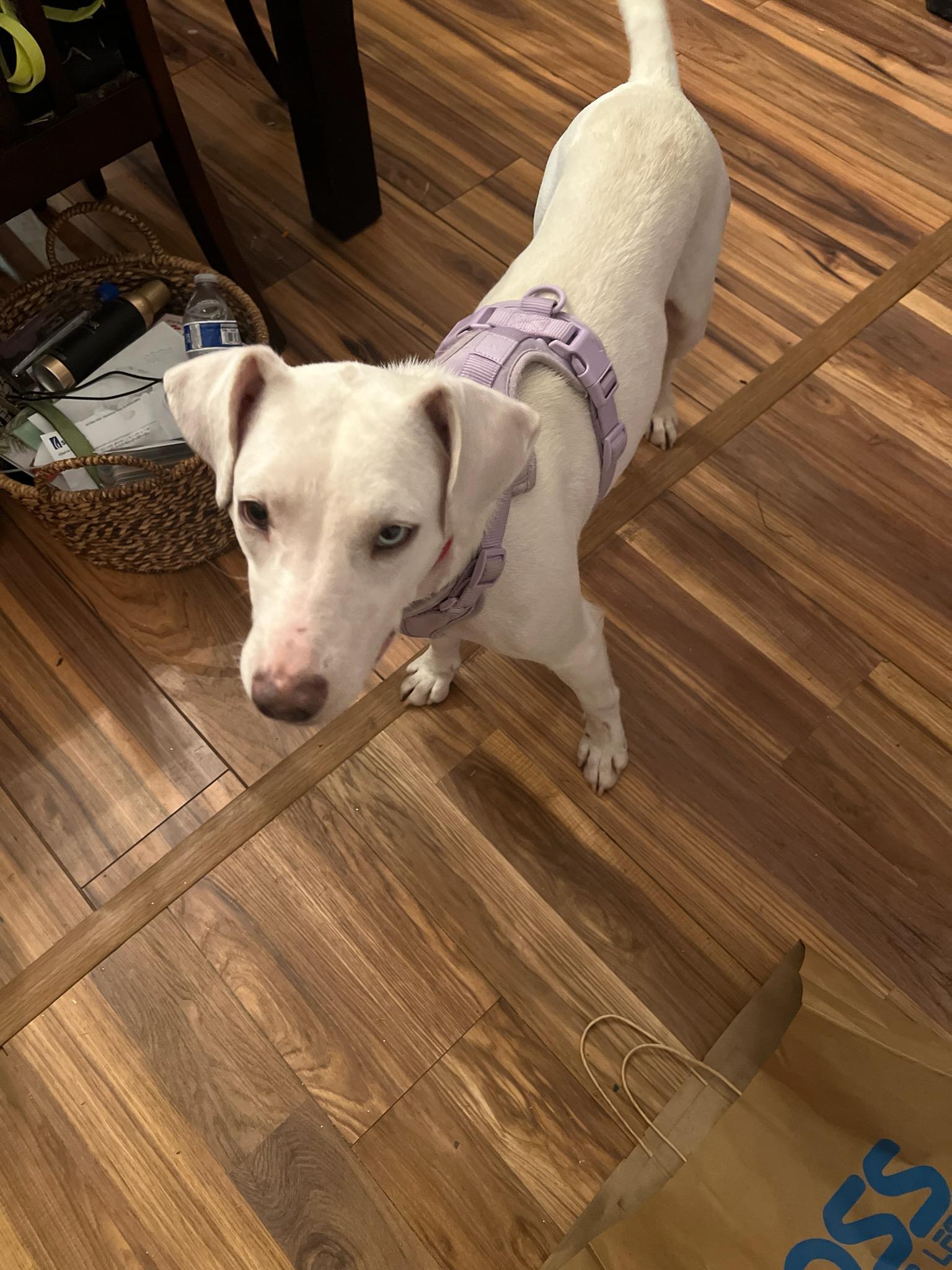 Enlarge Kali , a Adoptable mixed breed in Santa Monica, CA image 5/6