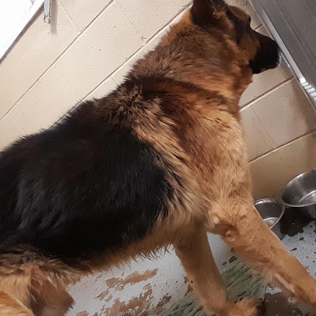 Enlarge (CCSO) Theo, a Adoptable German Shepherd Dog in Douglas, AZ image 1/1