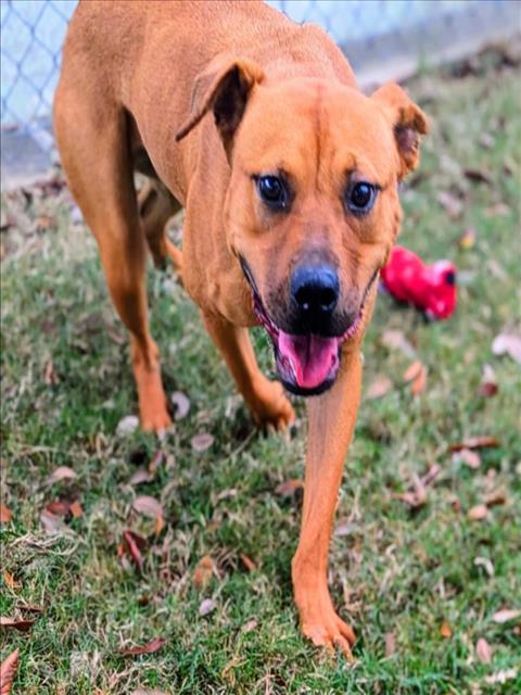 MOCHA, Adoptable, Young Female Black Mouth Cur & Mixed Breed.