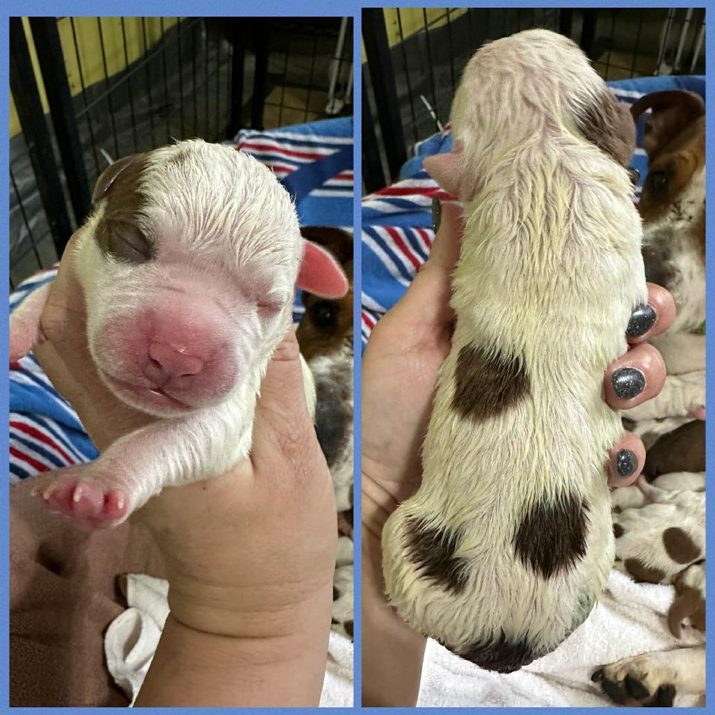 Coffee Bean — thumbnail 2