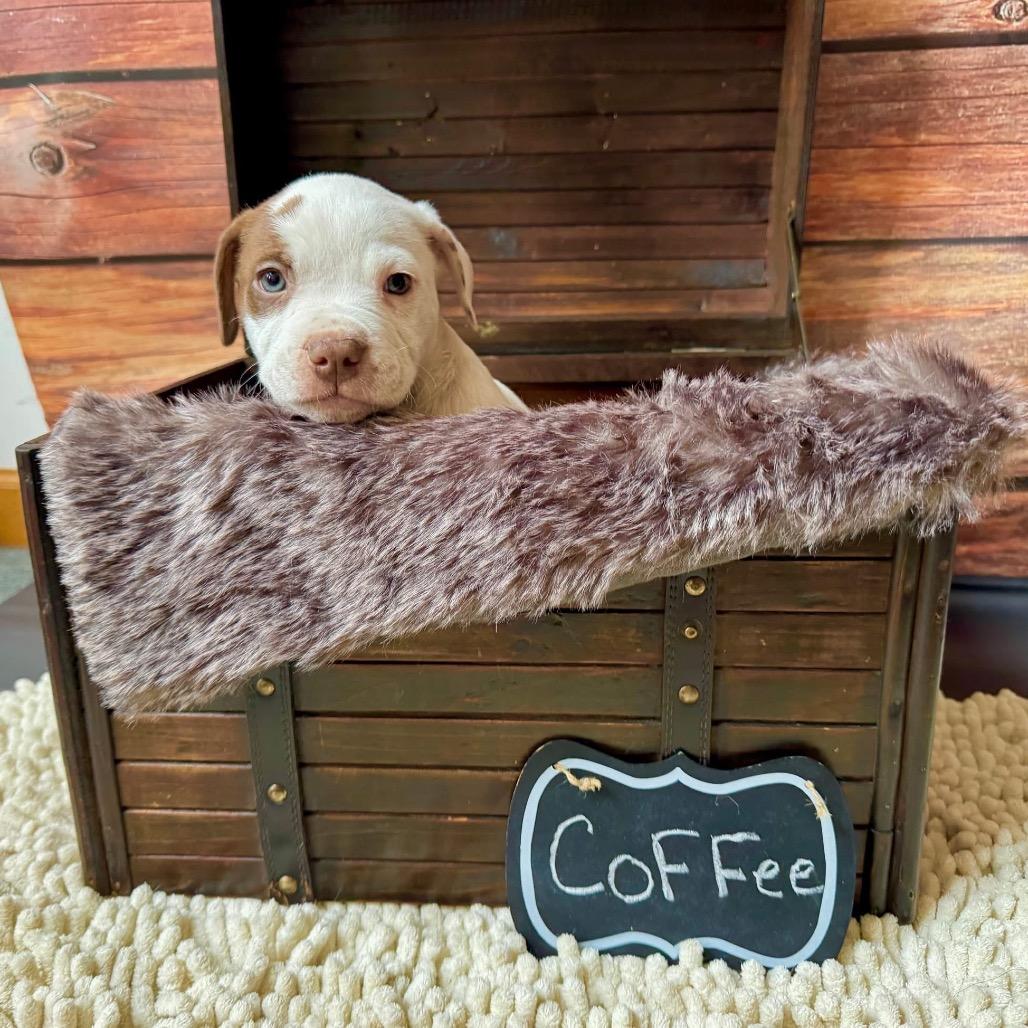 Coffee Bean — thumbnail 3