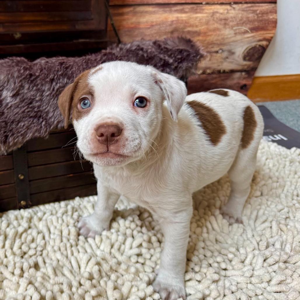 Coffee Bean — thumbnail 4