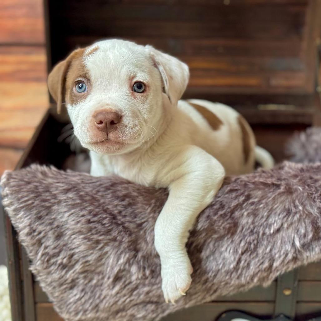 Coffee Bean — thumbnail 5