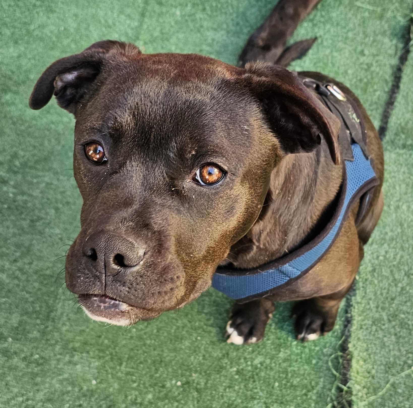 Guinness, Baby Male Pit Bull Terrier