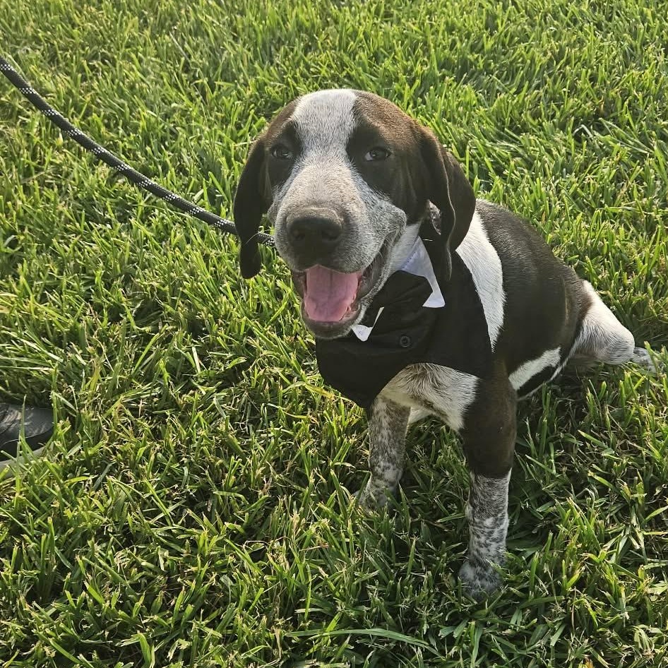 Enlarge Astro, a Adoptable German Shorthaired Pointer in Richmond, VA image 4/6