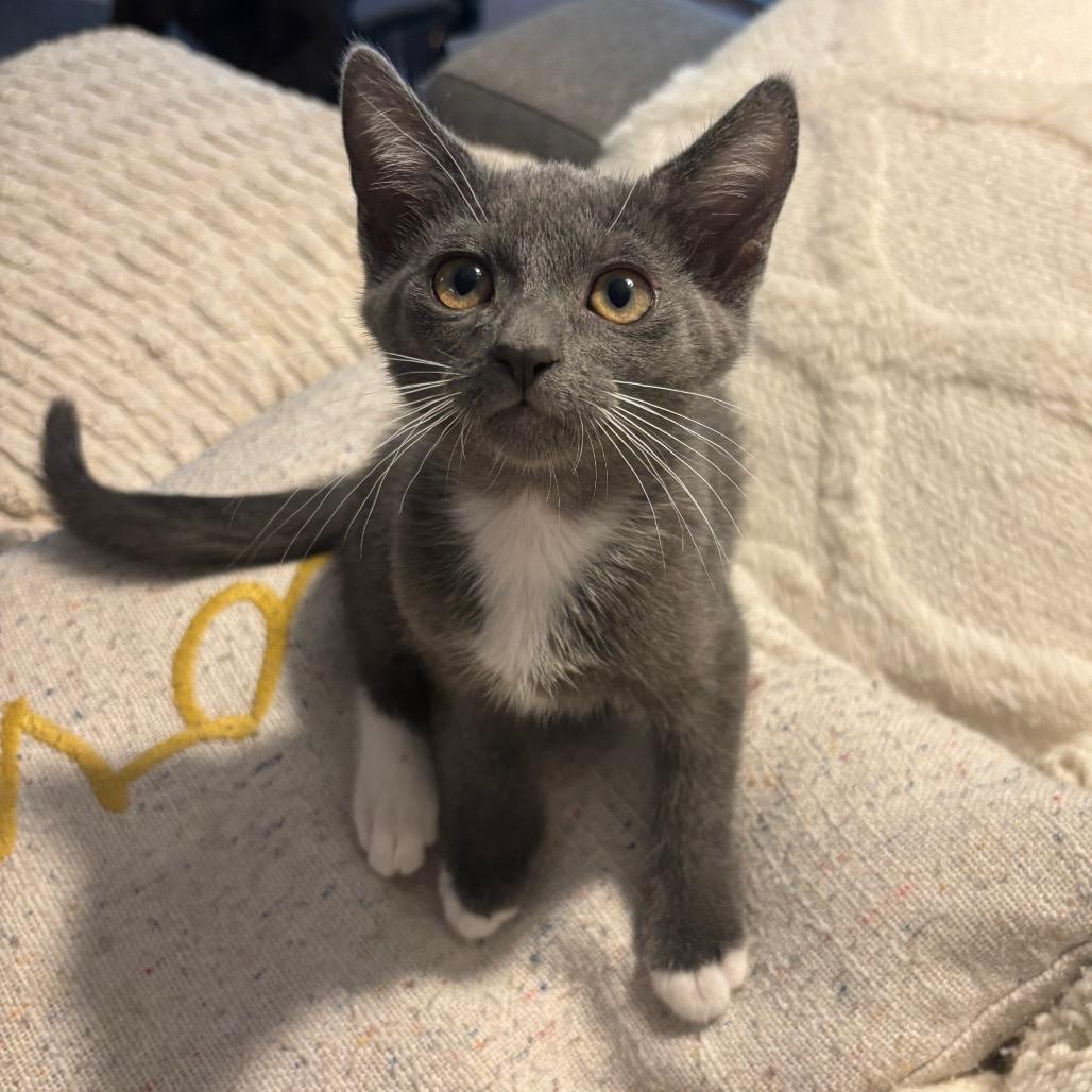 Cora, Adoptable, Kitten Female Domestic Short Hair.