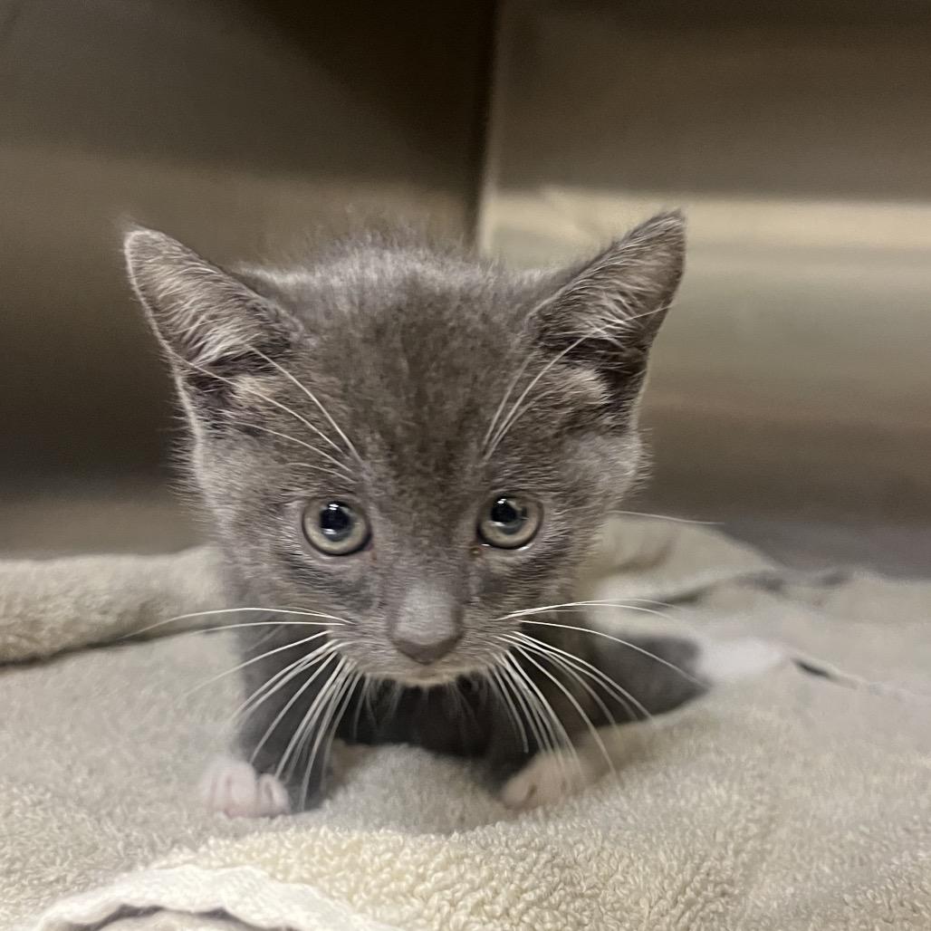 Enlarge Cora, a Adoptable Domestic Short Hair in Costa Mesa, CA image 4/6