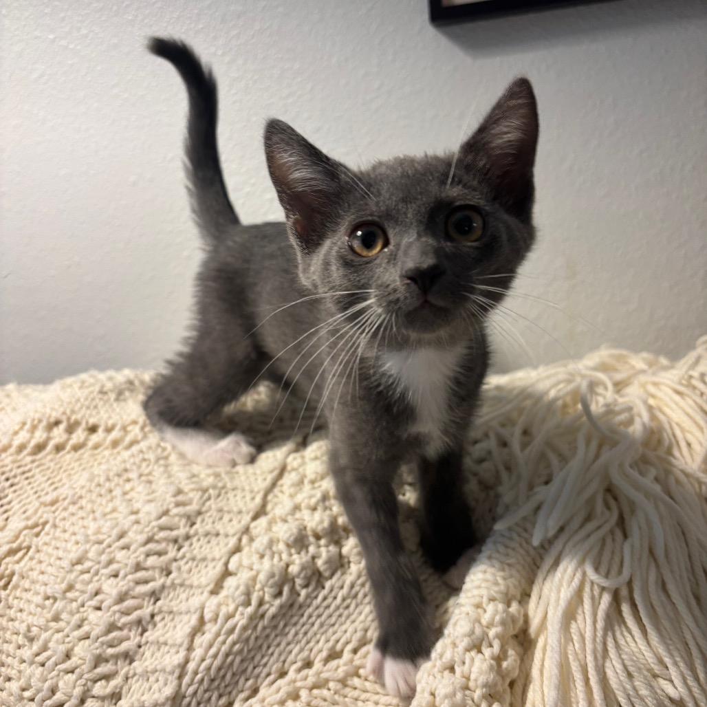 Enlarge Cora, a Adoptable Domestic Short Hair in Costa Mesa, CA image 5/6