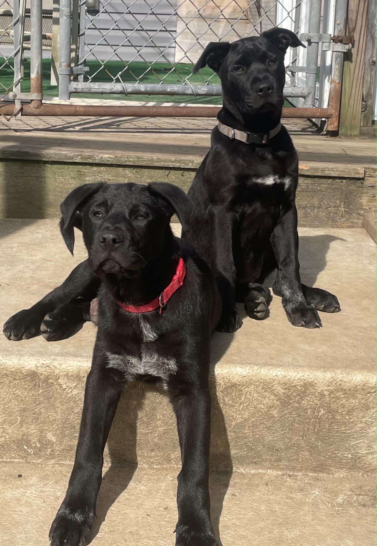 Enlarge FLOWER (MA) , an adopted mixed breed in Southbridge , MA image 6/6
