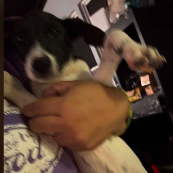 Enlarge Barky, a Adoptable mixed breed in Odessa, TX image 1/1
