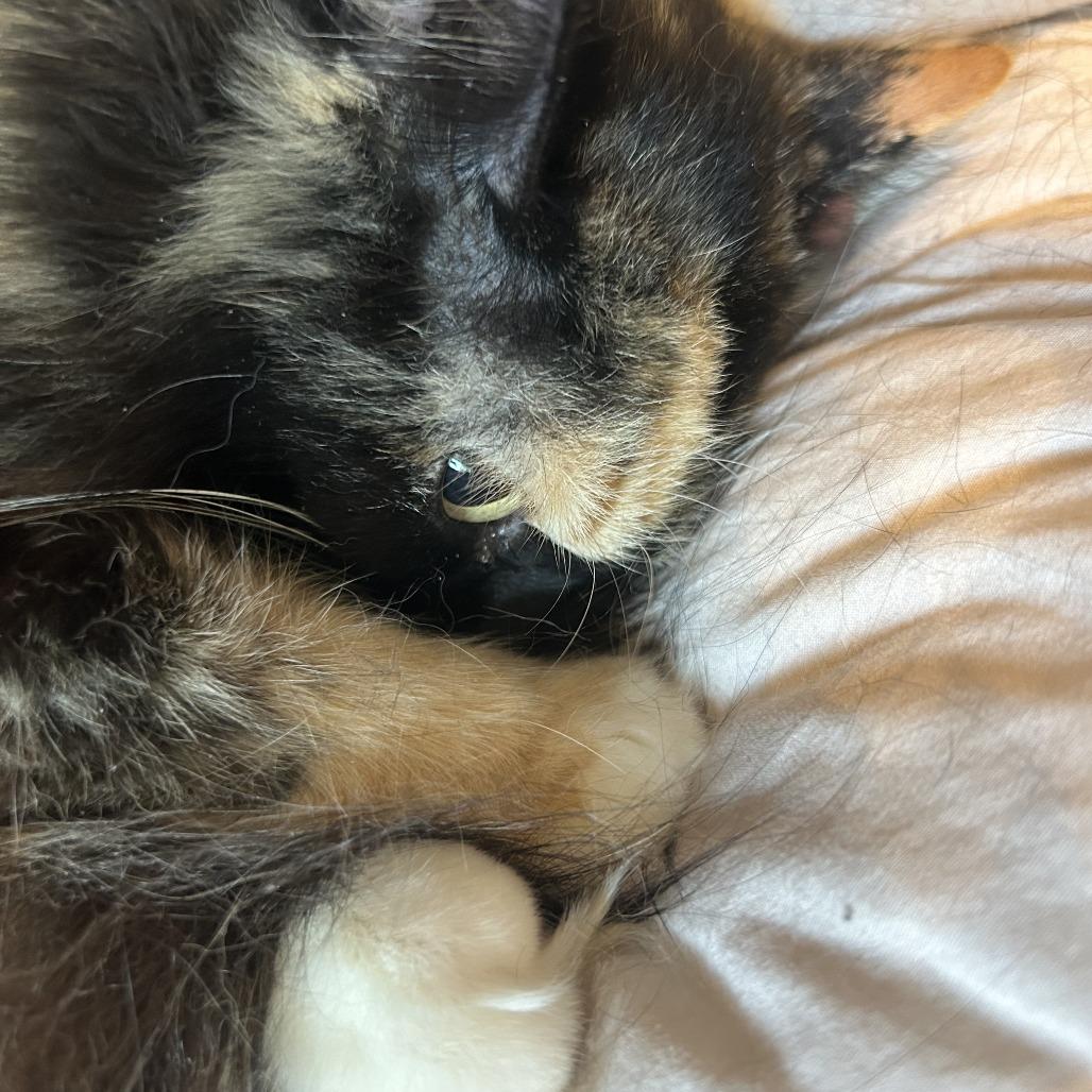 Enlarge Willow, a Adoptable Domestic Long Hair in Plano, TX image 1/6