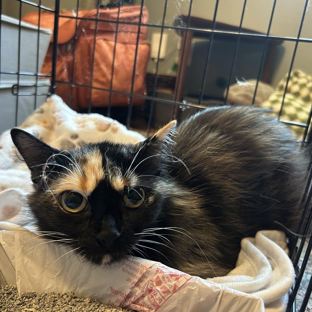 Enlarge Willow, a Adoptable Domestic Long Hair in Plano, TX image 2/6