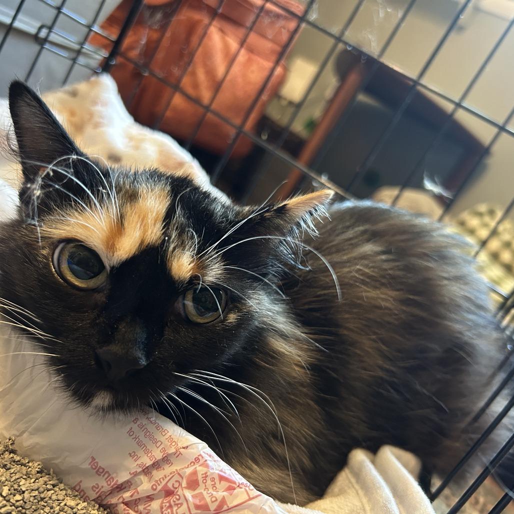 Enlarge Willow, a Adoptable Domestic Long Hair in Plano, TX image 3/6