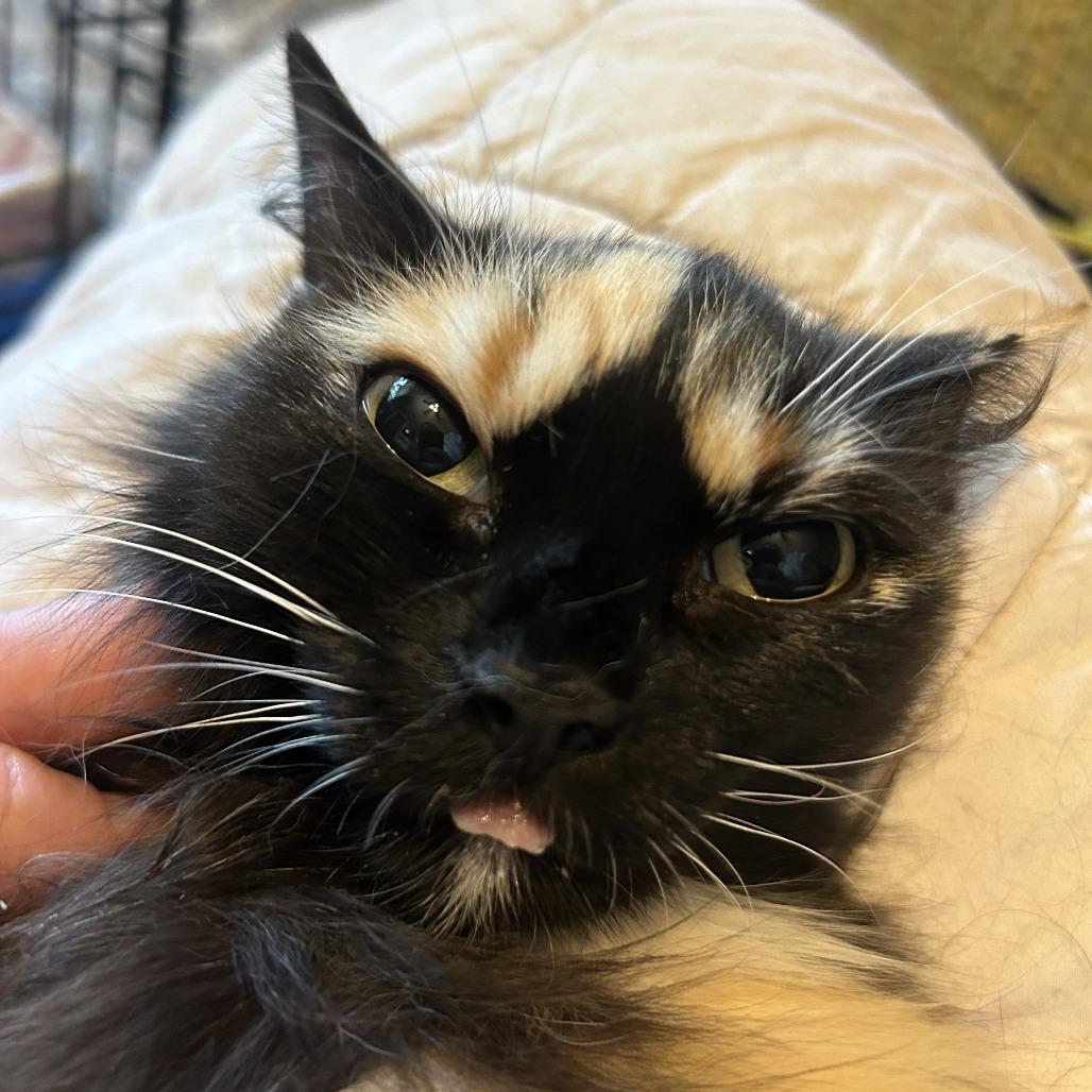 Enlarge Willow, a Adoptable Domestic Long Hair in Plano, TX image 4/6