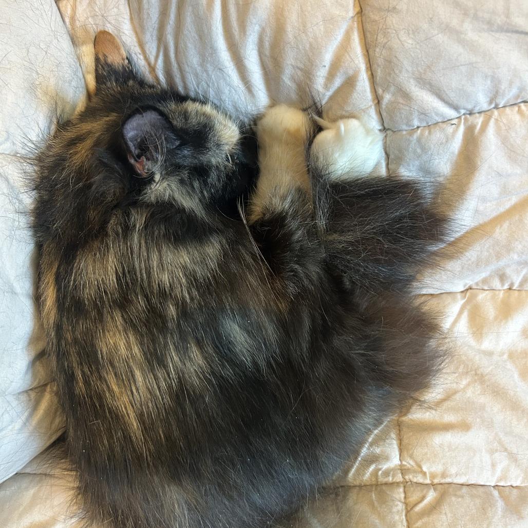 Enlarge Willow, a Adoptable Domestic Long Hair in Plano, TX image 5/6