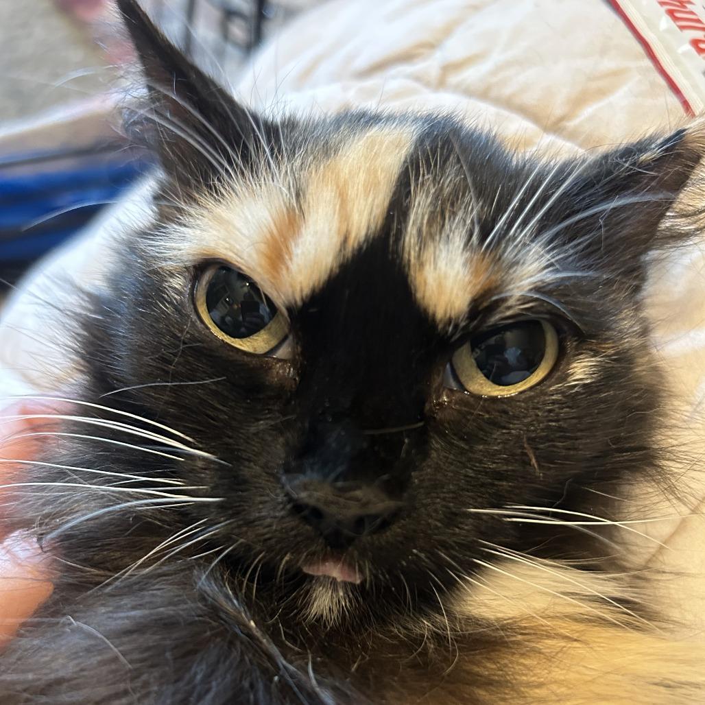 Enlarge Willow, a Adoptable Domestic Long Hair in Plano, TX image 6/6
