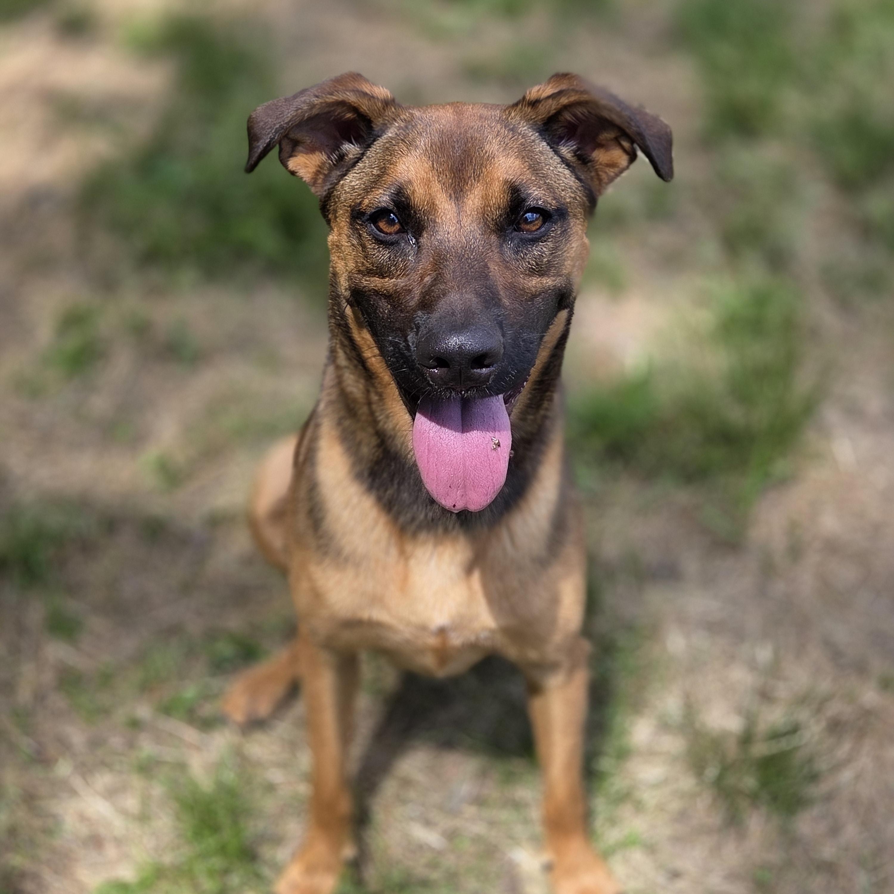 Ginger, Adoptable, Adult Female Belgian Shepherd / Malinois & Rhodesian Ridgeback.
