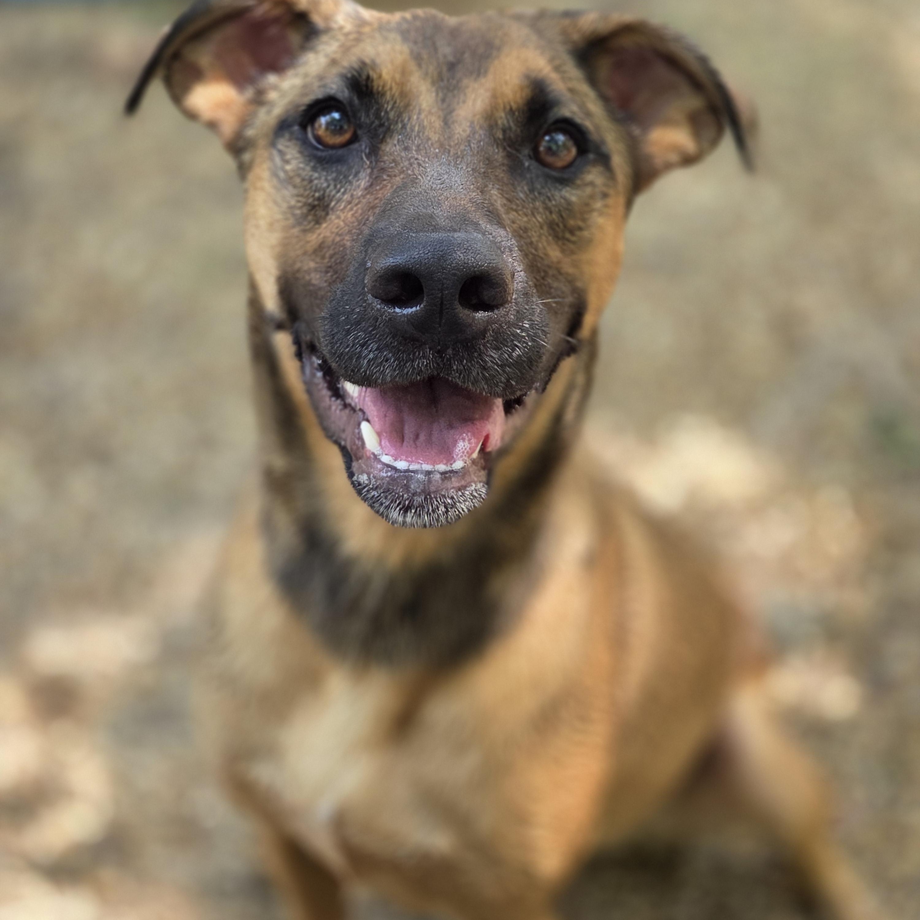 Ginger, a Adoptable mixed breed in Madison, MS image 2/4
