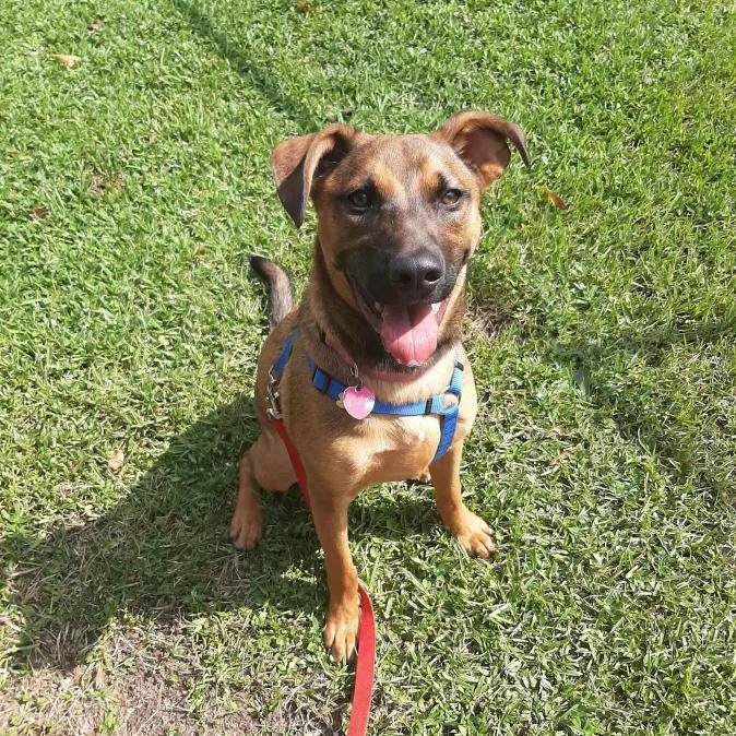 Ginger, a Adoptable mixed breed in Madison, MS image 3/4