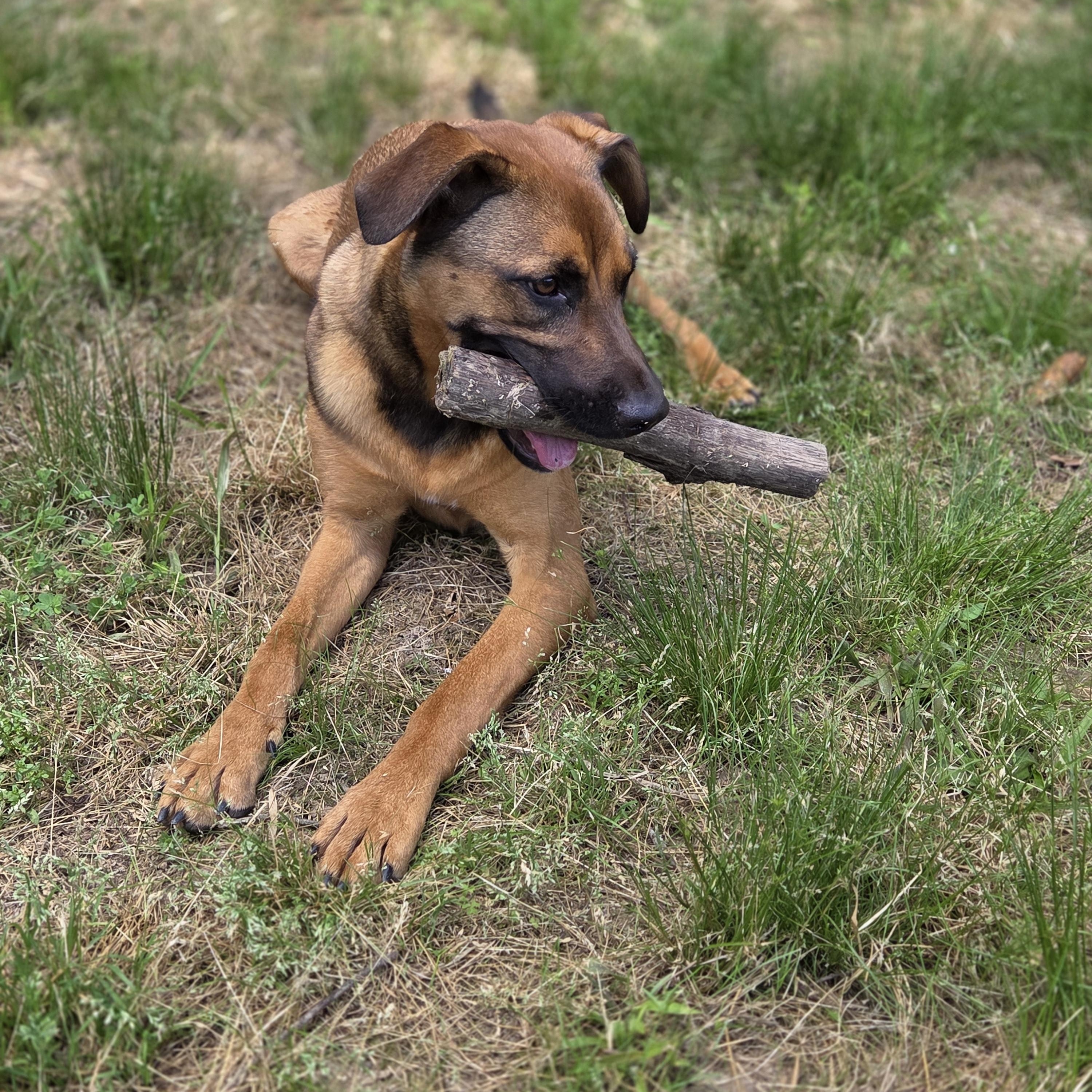 Ginger, a Adoptable mixed breed in Madison, MS image 4/4