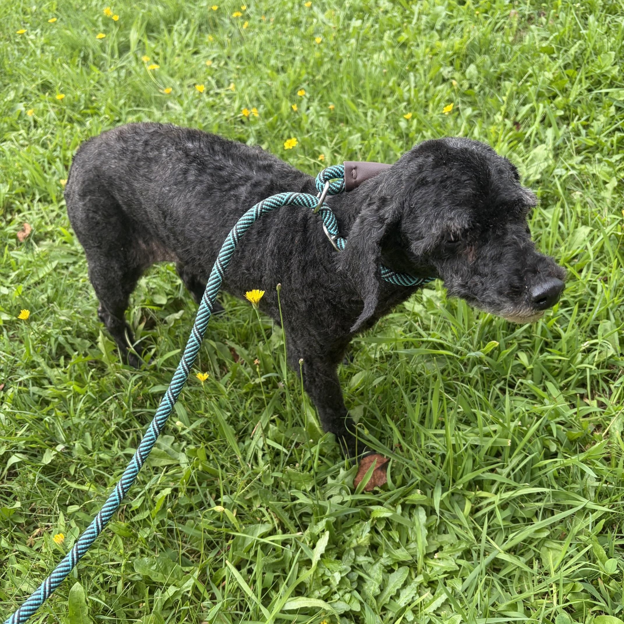 Enlarge Precious, a Adopted Miniature Poodle in Seneca, PA image 2/3