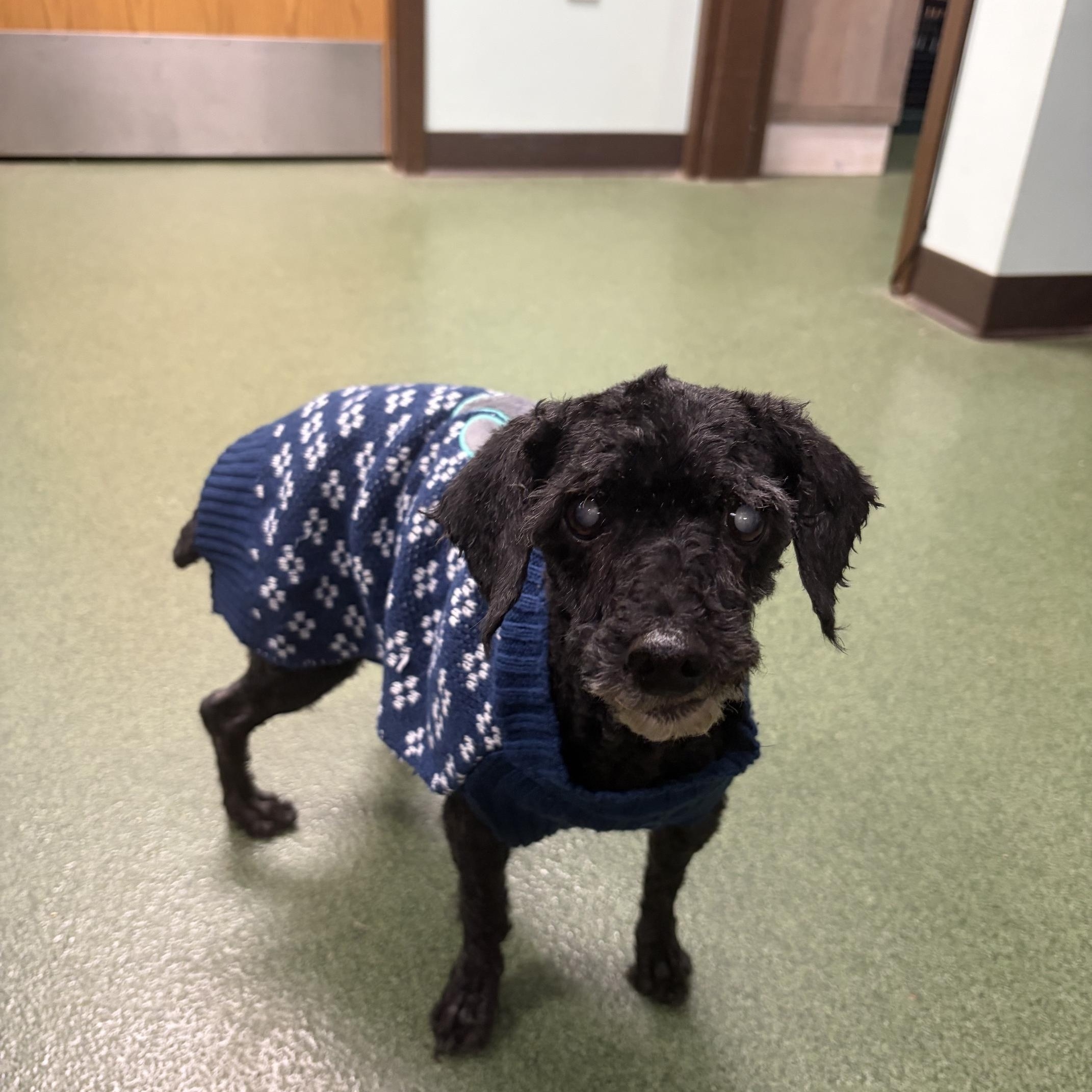 Precious, Adopted, Senior Female Miniature Poodle.