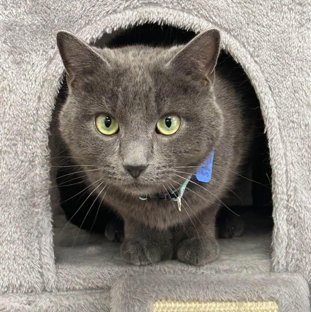Enlarge Shadow, a ADOPTABLE Russian Blue in Momence, IL image 2/2