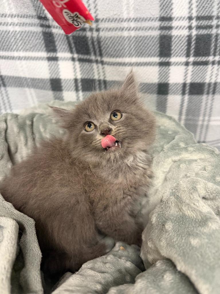 Enlarge SIMBA, a Adoptable mixed breed in Algona, IA image 1/1