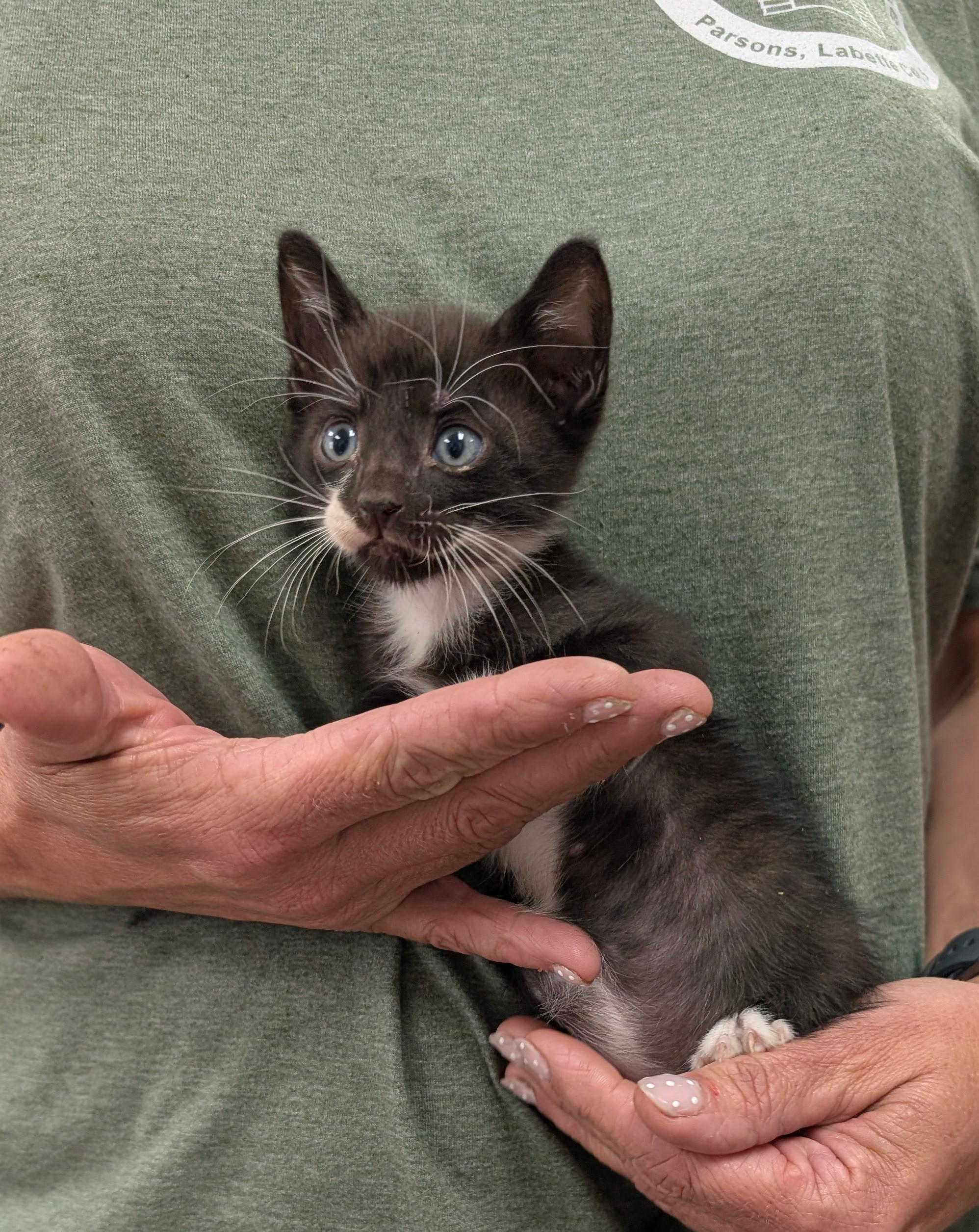 Enlarge Atlas, a ADOPTABLE Domestic Short Hair in Parsons, KS image 1/1