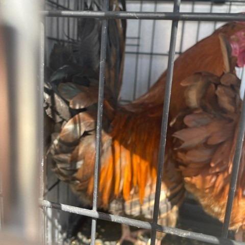 Enlarge Beckham, a Adoptable Chicken in Cheyenne, WY image 2/2