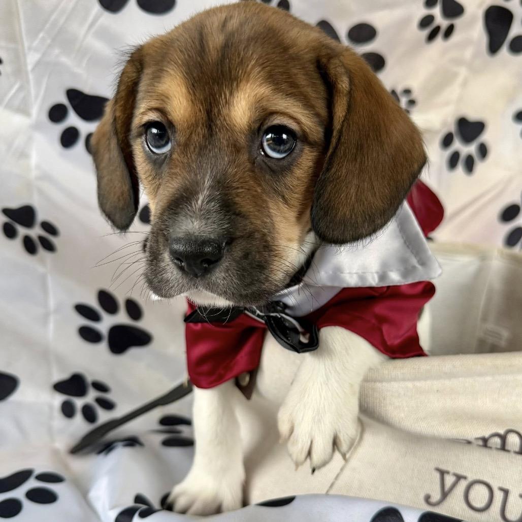 Nemo 22374 — thumbnail 2