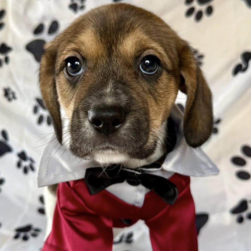 Nemo 22374 — thumbnail 3