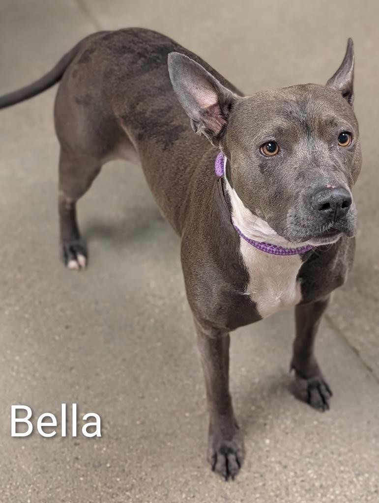 Enlarge Bella Lopez, a Adoptable mixed breed in Greenfield, IN image 1/6